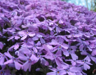 Fleurs lavandes