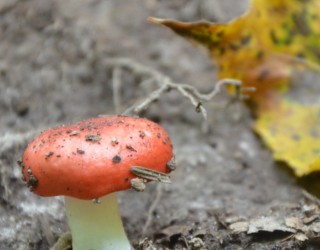 Champignon et feuille