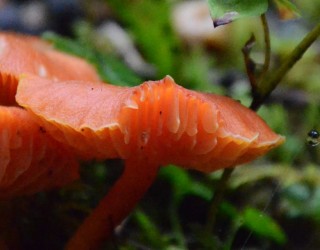Champignon et mousse