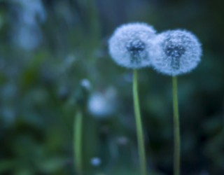 Plantes