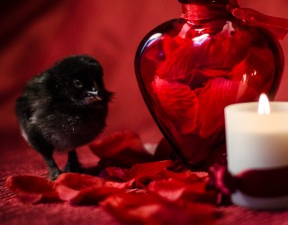 Poussin de st-valentin