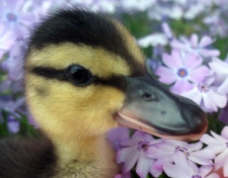 Canard dans fleurs