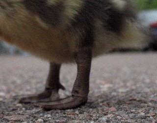 Pattes de poussin