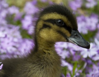 Bébé canard et fleurs