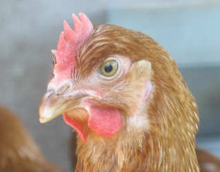 Poulet