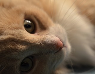 Regard attachant