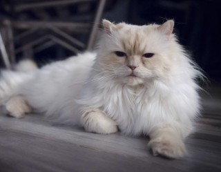 Animaux - Chats