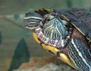 Tortue