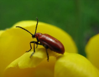 Insecte