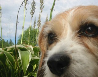 chien museau