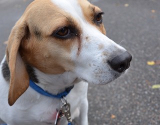Beagle