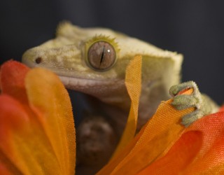 Animaux - Lézards