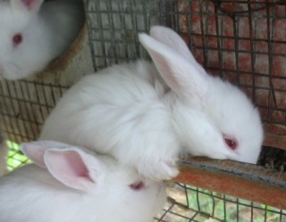 Bébés lapins