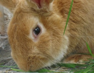 Lapin brun