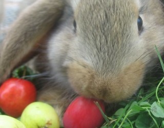 Lapins et pommes