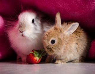 Animaux - Lapins