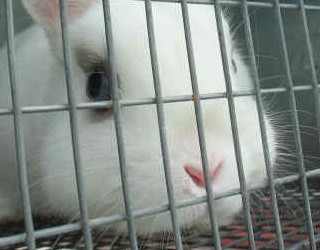 Lapins