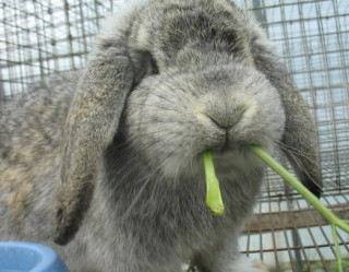 Lapin qui mange