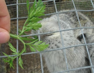 Lapin qui mange